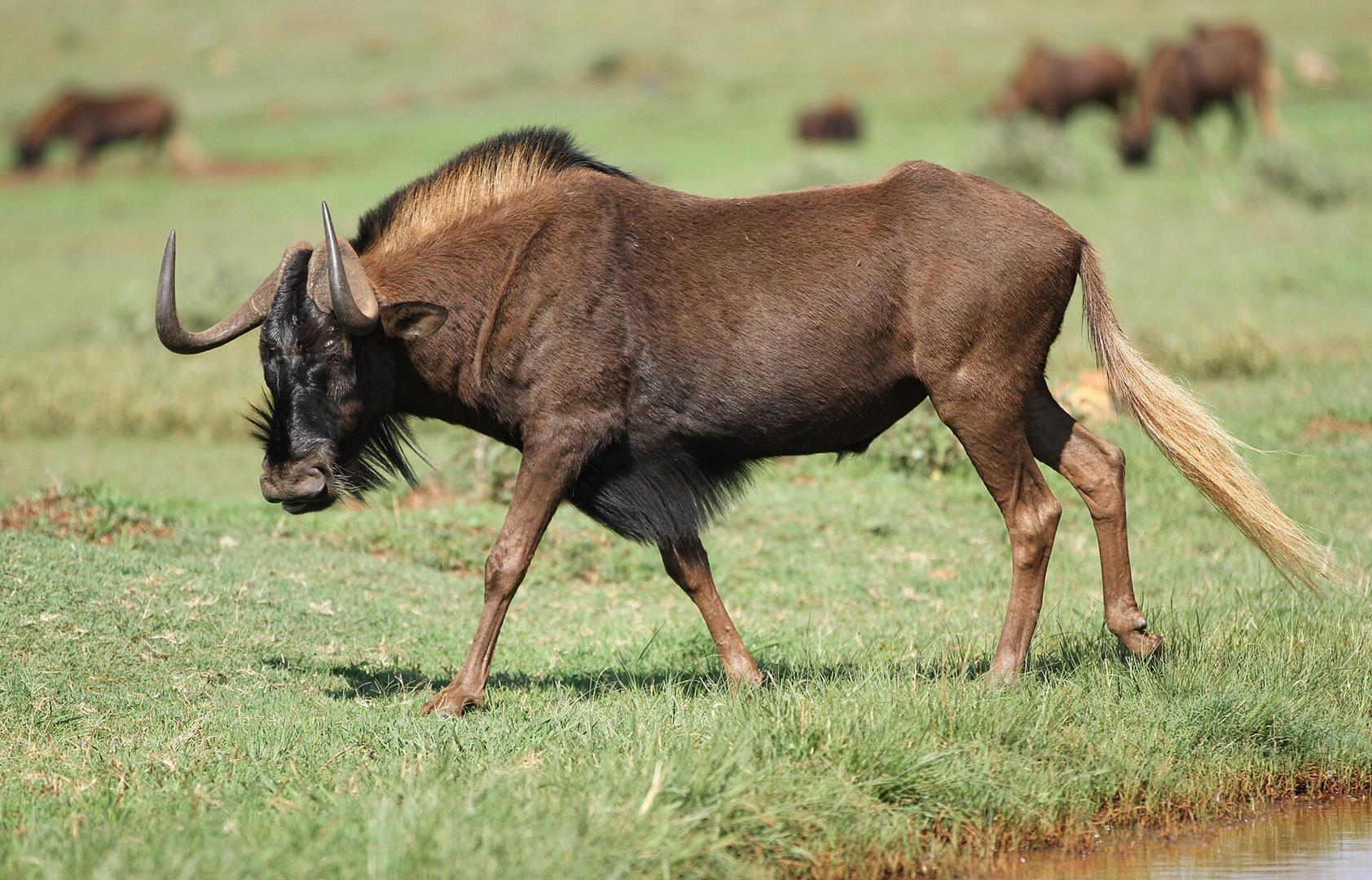 When 1.5 Million Wildebeest Decide To Walk